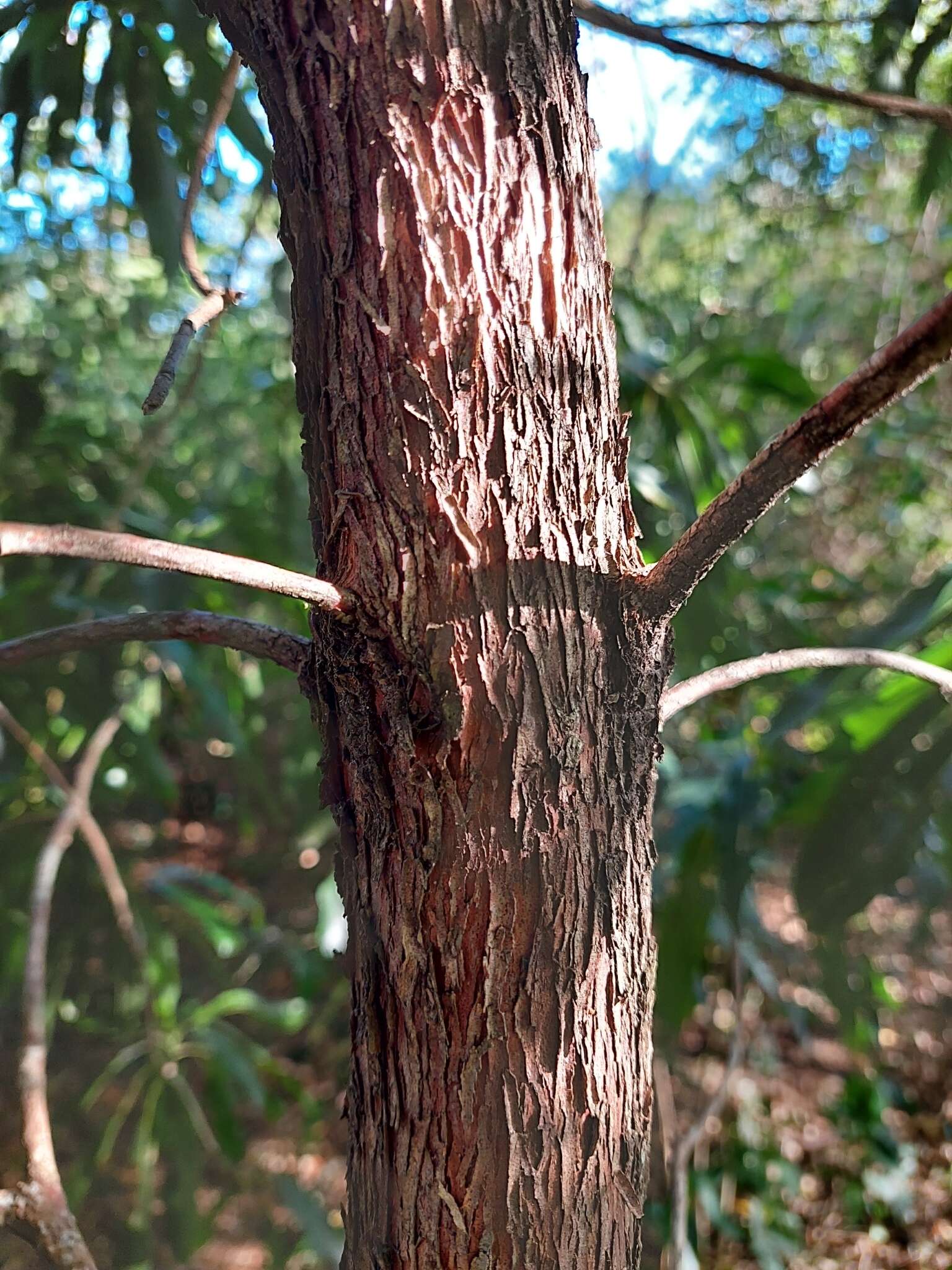 Sivun Pouteria gardneriana (A. DC.) Radlk. kuva