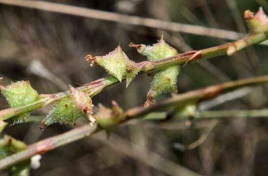 Image de Oxygonum sinuatum (Hochst. & Steud. ex Meisn.) Damm.