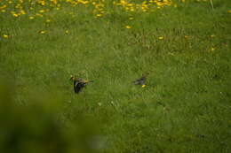 Image of Black-chinned Siskin