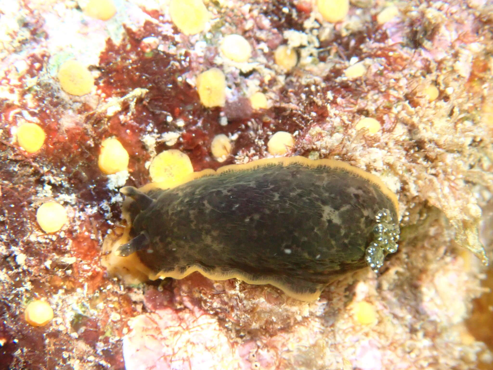 Image of Dendrodoris limbata (Cuvier 1804)