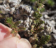 Image of Hansen's spikemoss