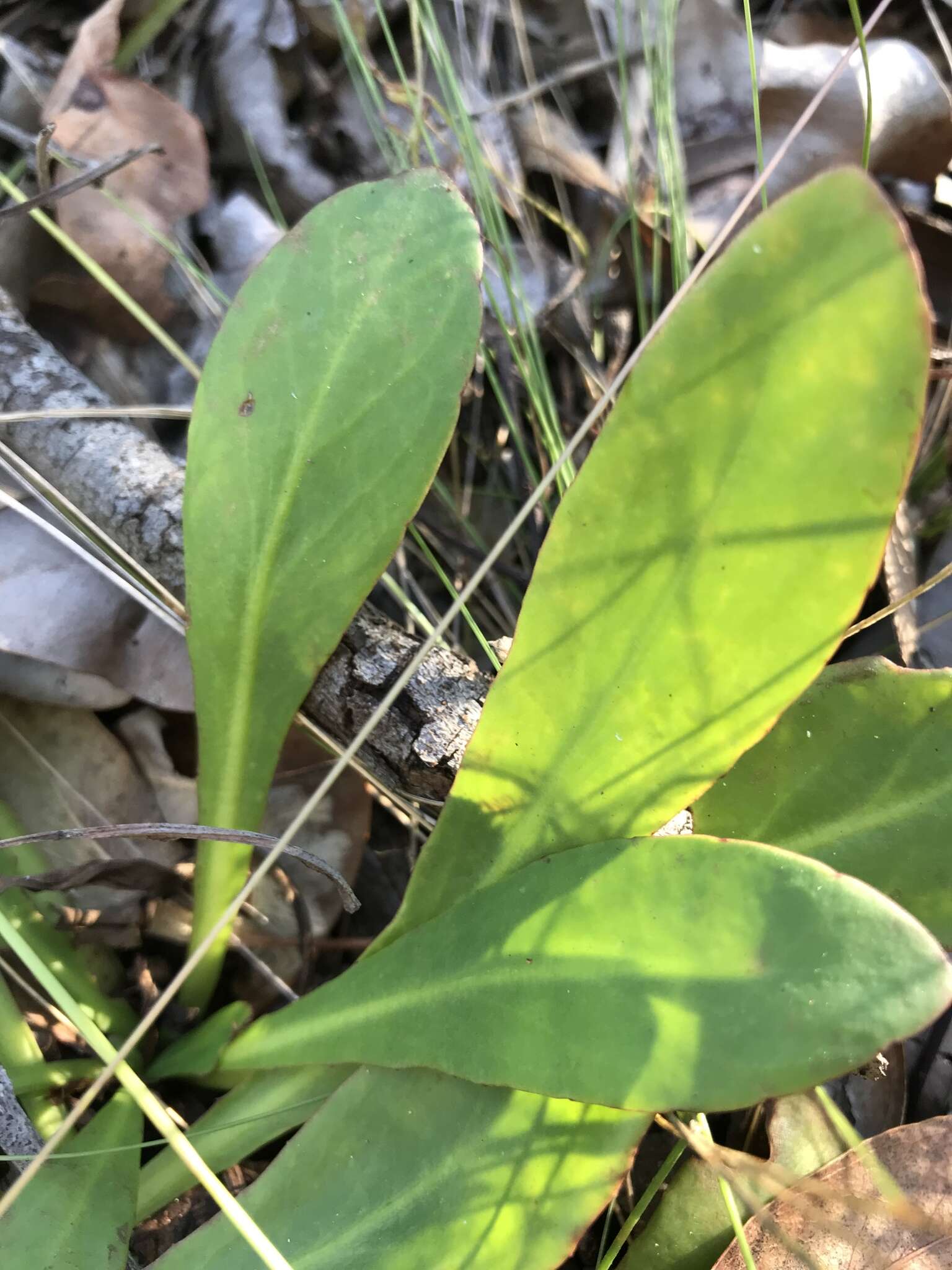 Image de Goodenia mystrophylla