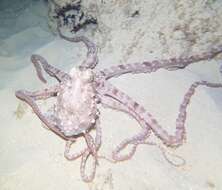 Image of night octopus