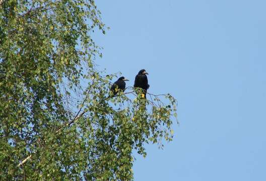 Imagem de Corvus frugilegus Linnaeus 1758