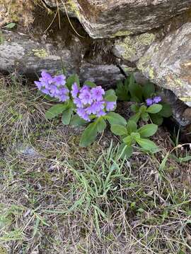 Primula latifolia Lapeyr. resmi