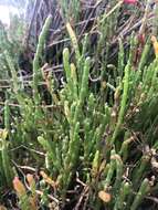 Sivun Salicornia quinqueflora subsp. quinqueflora kuva