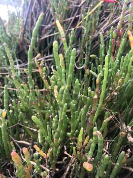 Image of Salicornia quinqueflora Bunge ex Ung.-Sternb.