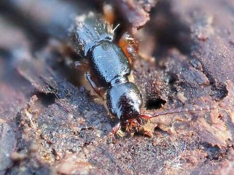 Image of Lathrobium (Lathrobium) brunnipes (Fabricius 1792)