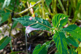 Image of Impatiens devolii T. C. Huang