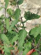 Image of caryopteris