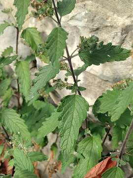 Imagem de Caryopteris clandonensis A. Simmonds