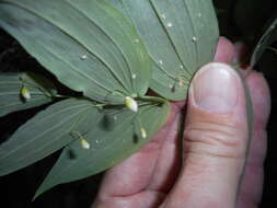 صورة Streptopus amplexifolius (L.) DC.