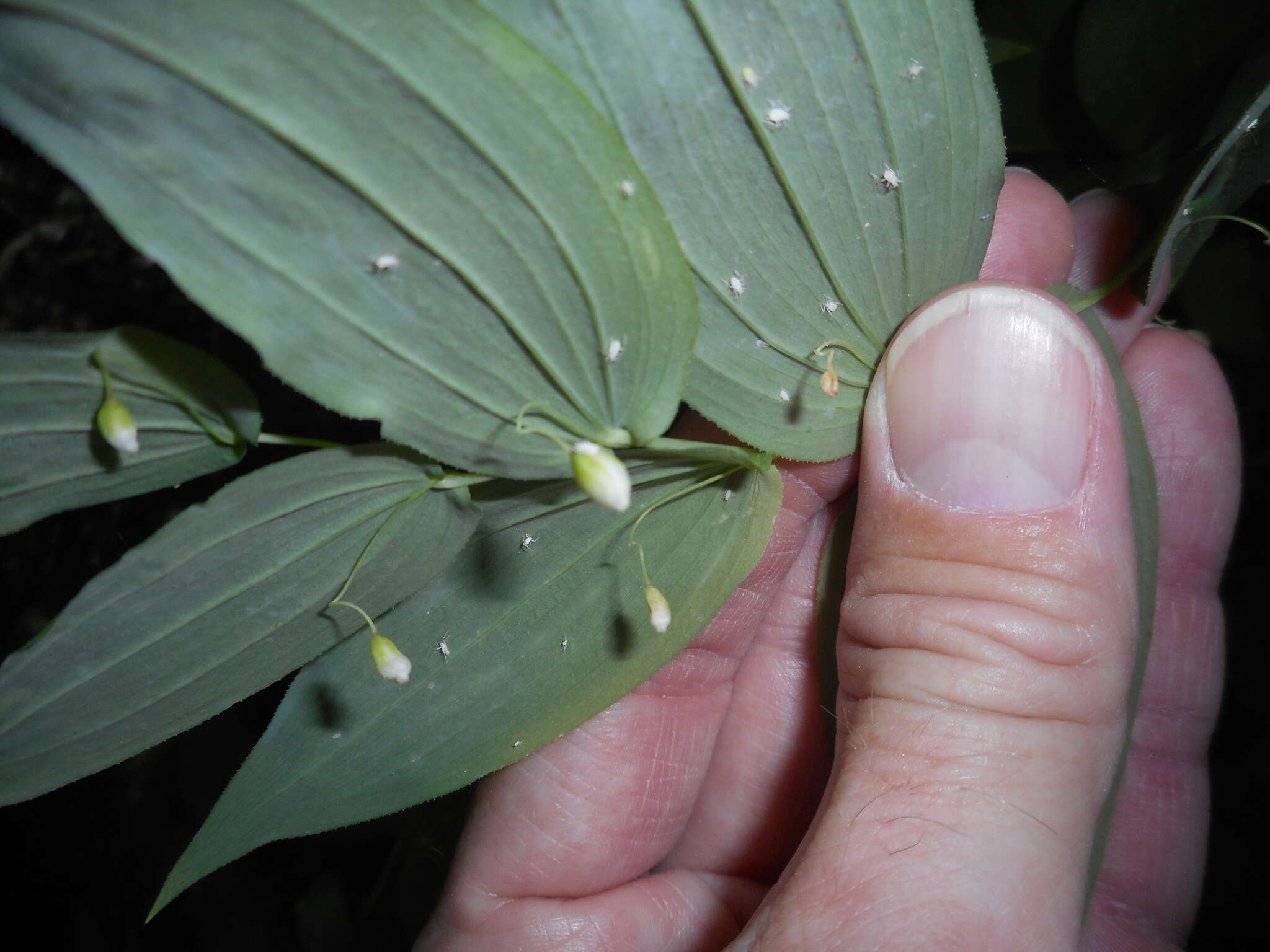 صورة Streptopus amplexifolius (L.) DC.