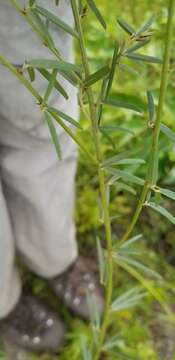 Imagem de Lespedeza angustifolia (Pursh) Elliott