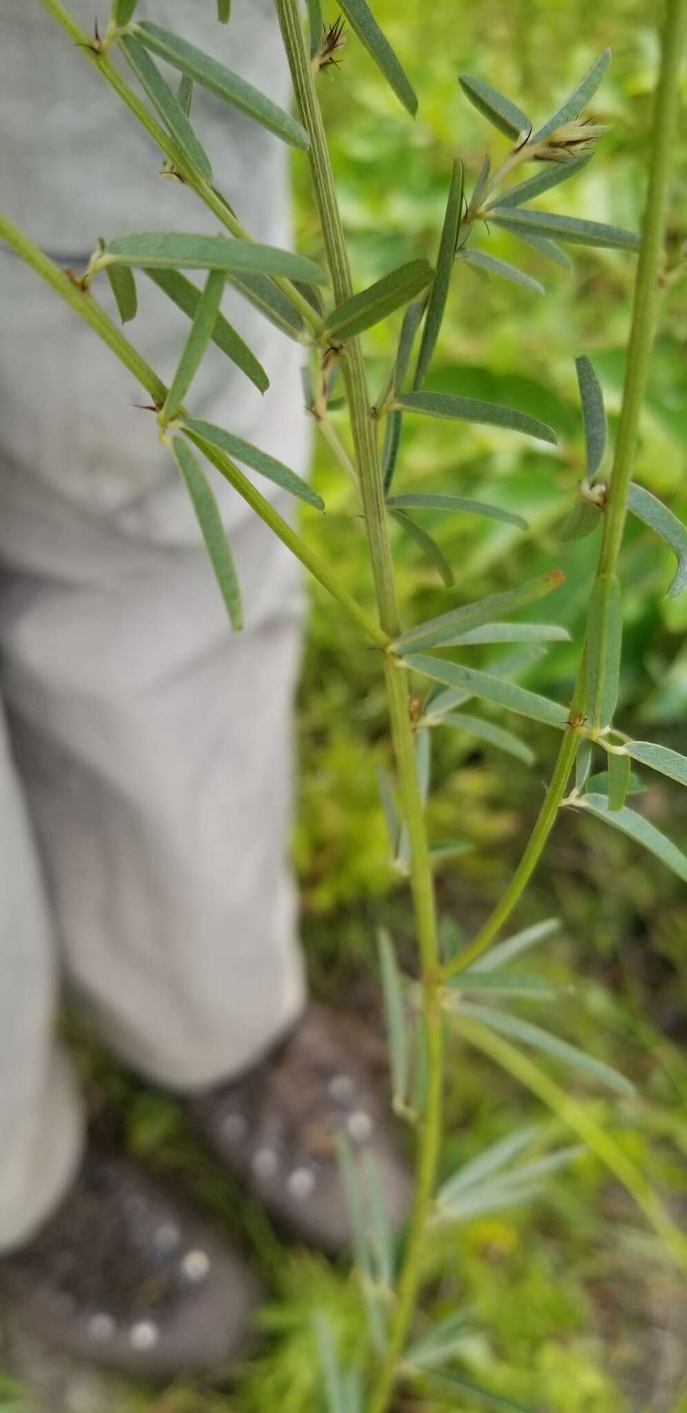 Image de Lespedeza angustifolia (Pursh) Elliott