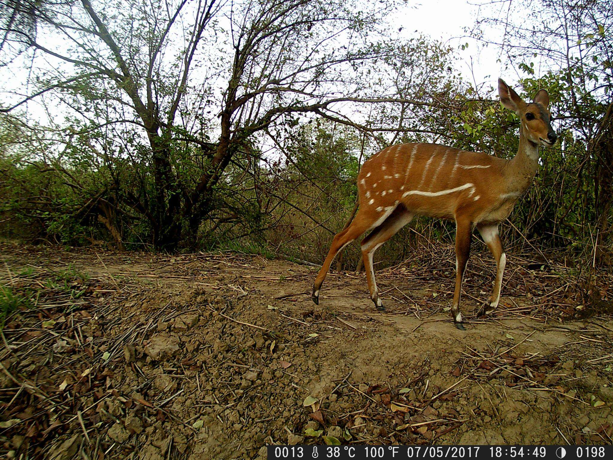 Image of Bushbuck