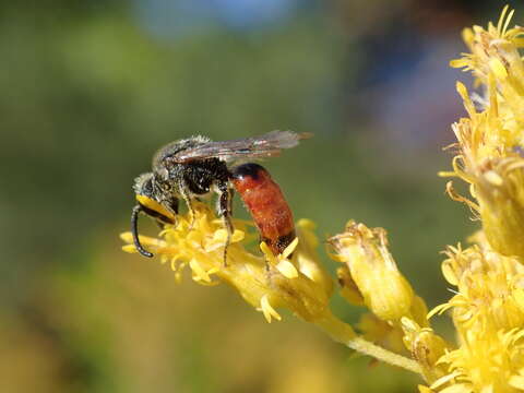 صورة Sphecodes davisii Robertson 1897