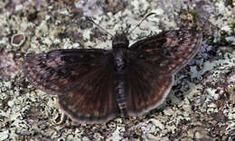 Image of Columbine Duskywing