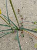 Imagem de Zephyranthes bagnoldii