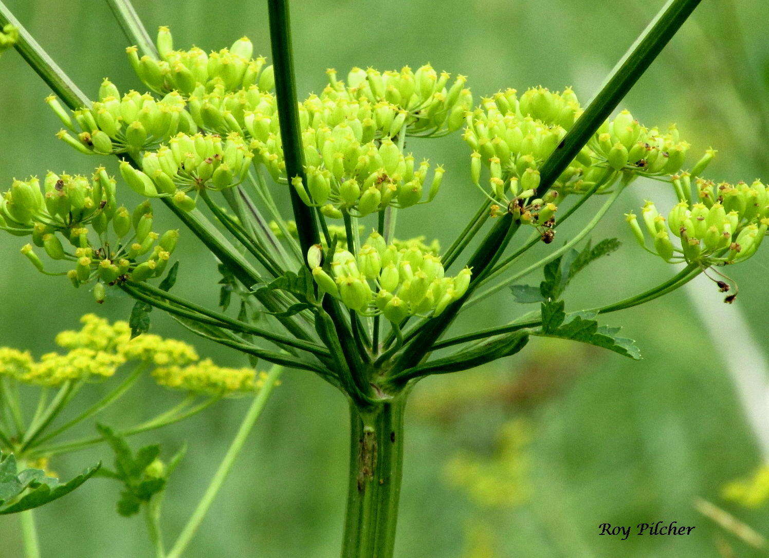 Image of parsnip