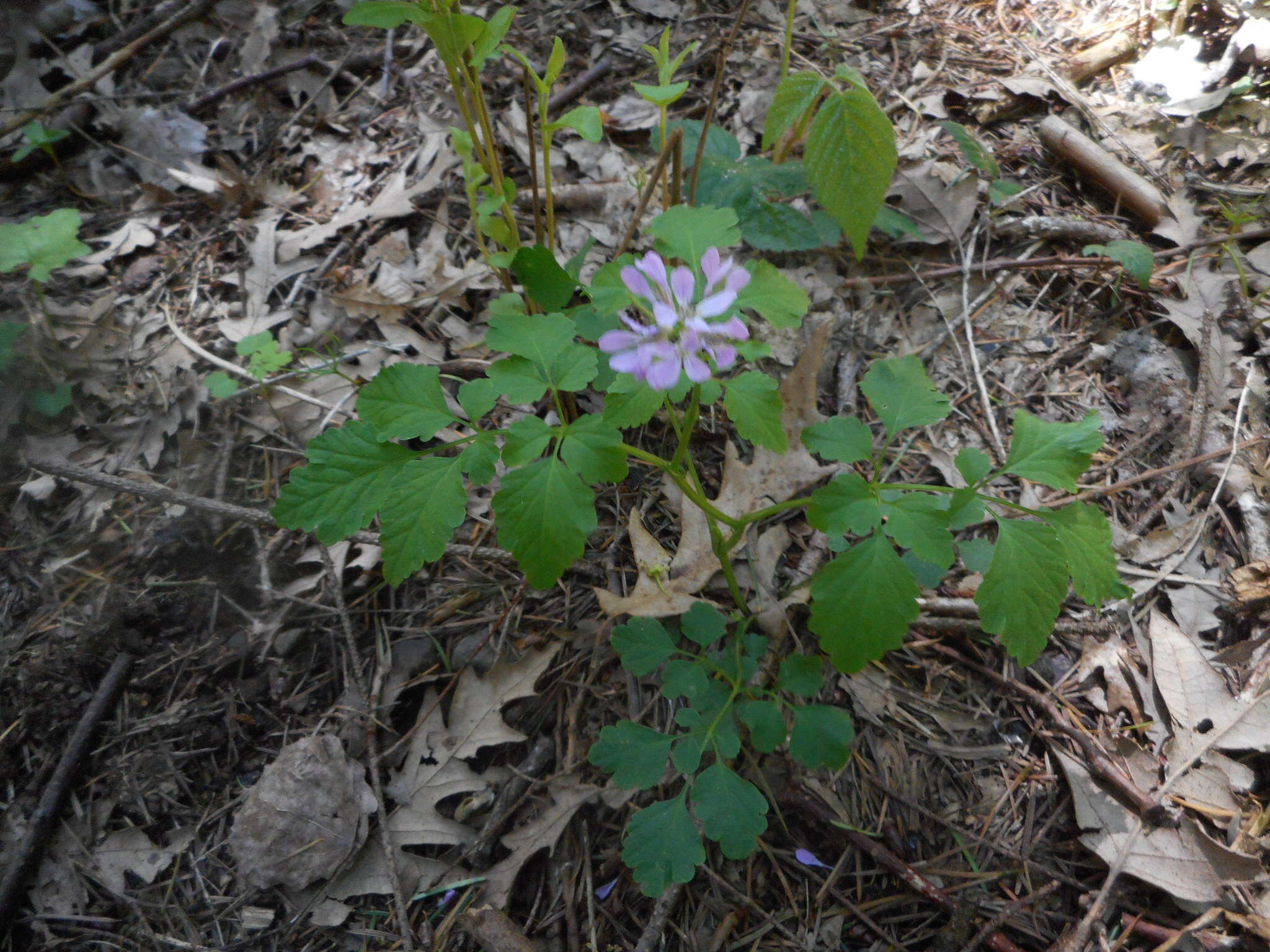 Plancia ëd Cardamine chelidonia L.