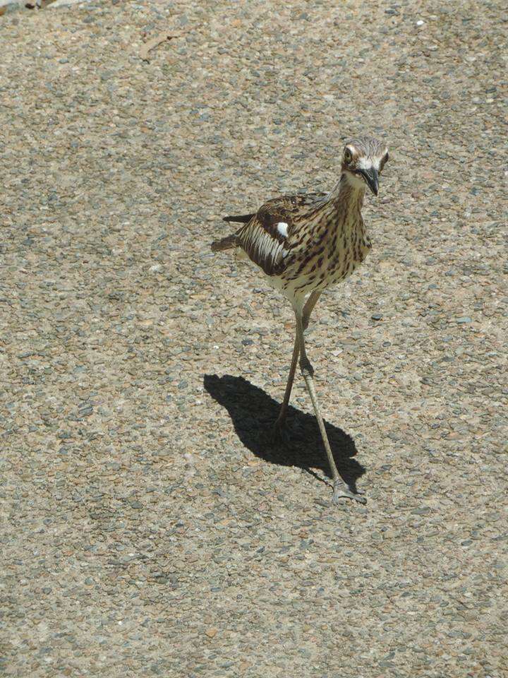 Image of Bush Stone-curlew