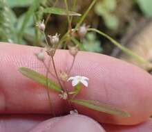 Image of Greene's starviolet