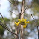 Imagem de Handroanthus capitatus (Bur. & K. Schum.) Mattos