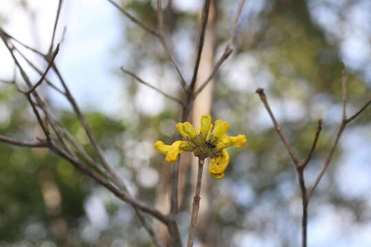 صورة Handroanthus capitatus (Bur. & K. Schum.) Mattos