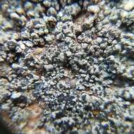 Image of fuscidea lichen
