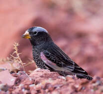 Image of Black Rosy Finch