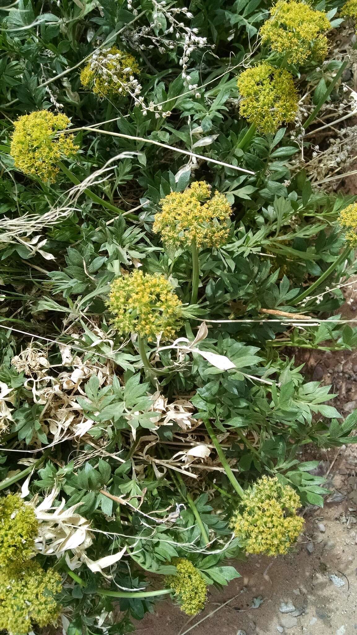 Image of Canyonlands biscuitroot