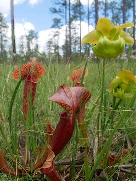 Image of hybrid pitcherplant