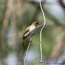 Zosterops atriceps fuscifrons Salvadori 1878 resmi