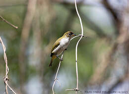 Zosterops atriceps fuscifrons Salvadori 1878的圖片