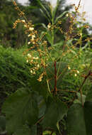 Image de Manniophyton fulvum Müll. Arg.