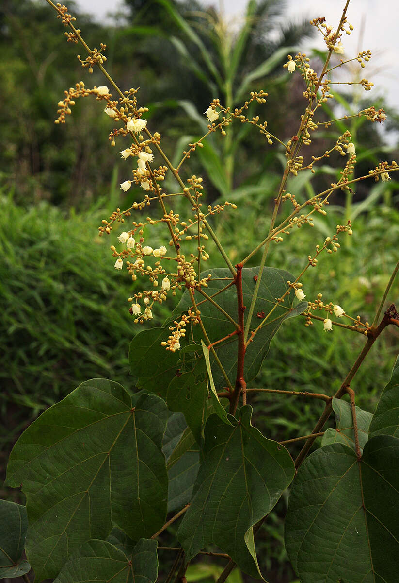 Image of Manniophyton fulvum Müll. Arg.