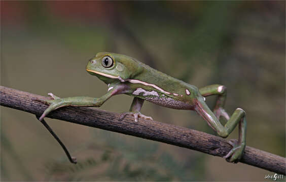 Image of painted-belly leaf frog