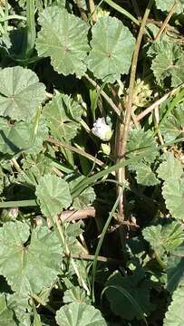 Image of common mallow