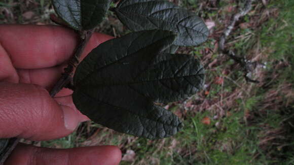 Image of Passiflora crispolanata Uribe