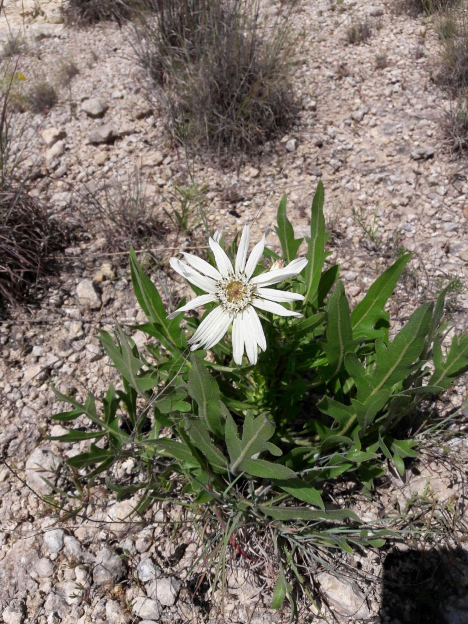 Image de Silphium albiflorum A. Gray