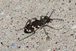 Image of Northern dune tiger beetle