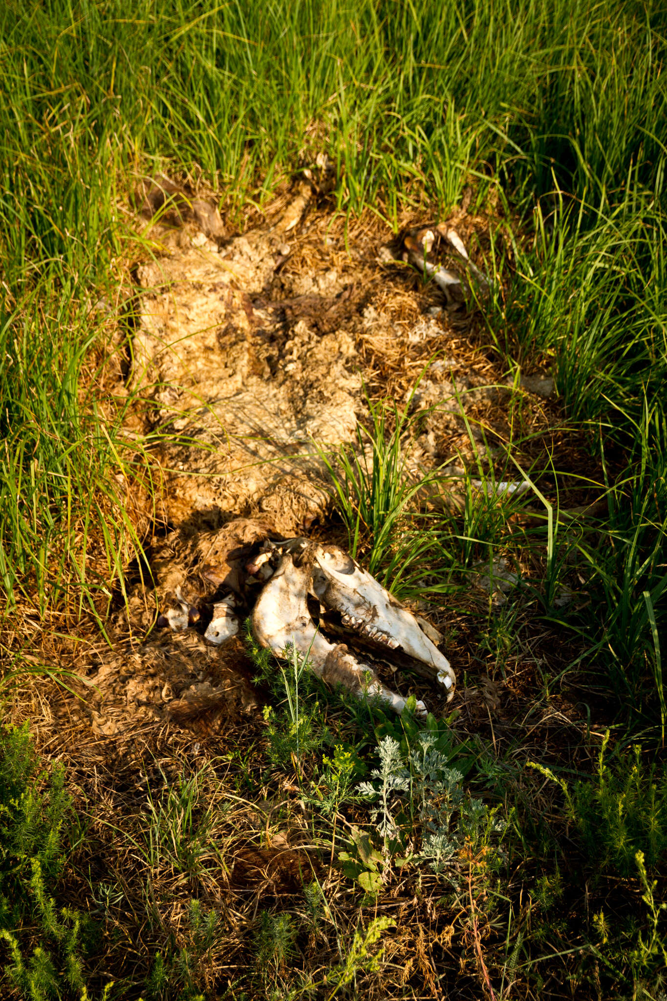 Image of Asian Wild Horse