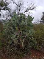 Image of Opuntia quimilo K. Schum.