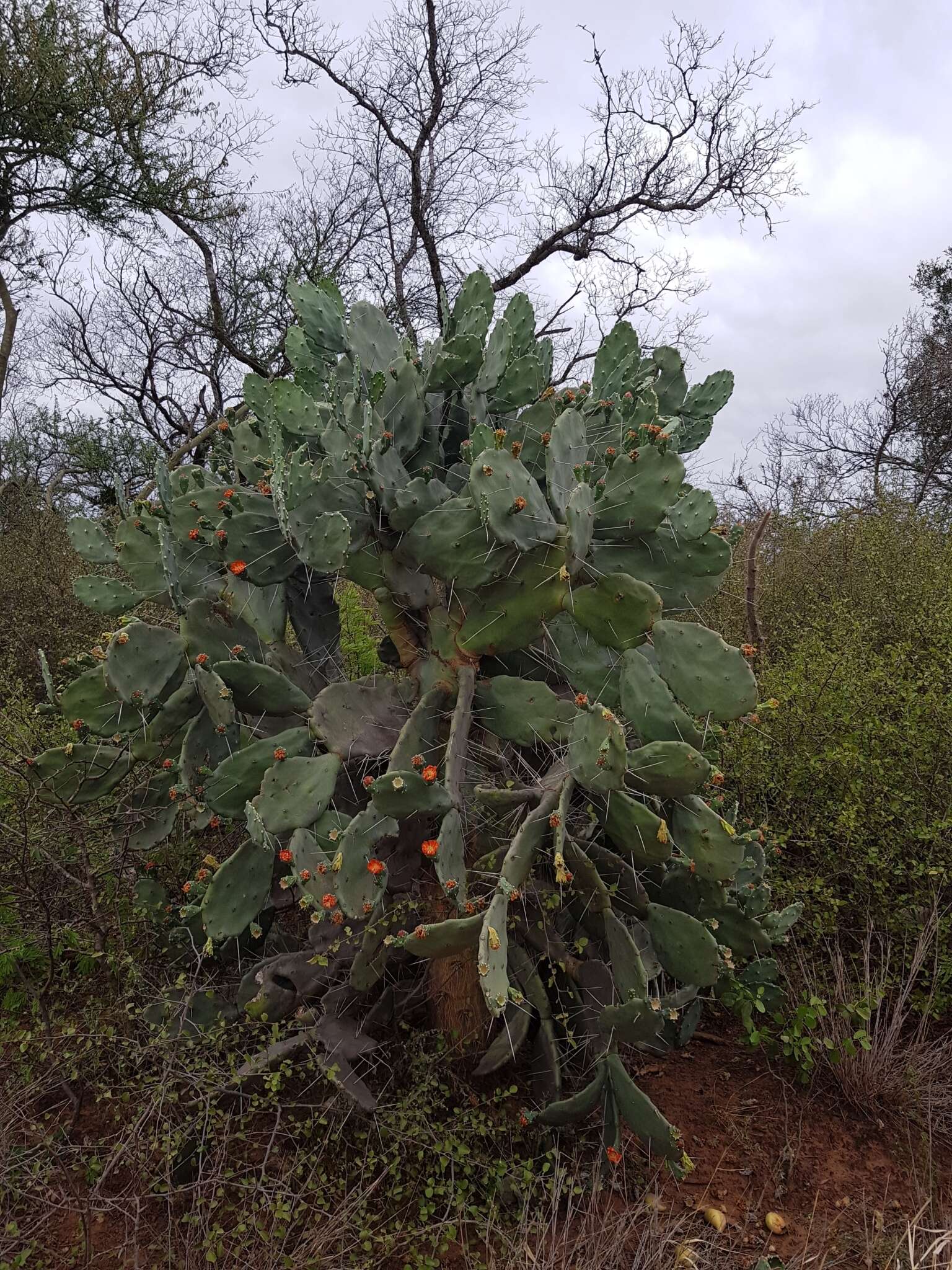 Imagem de Opuntia quimilo K. Schum.