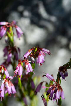 Imagem de Erica equisetifolia Salisb.