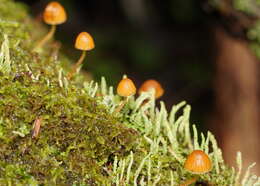 Image of Galerina hypnorum (Schrank) Kühner 1935