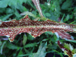 Imagem de Puccinia punctiformis (F. Strauss) Röhl. 1813