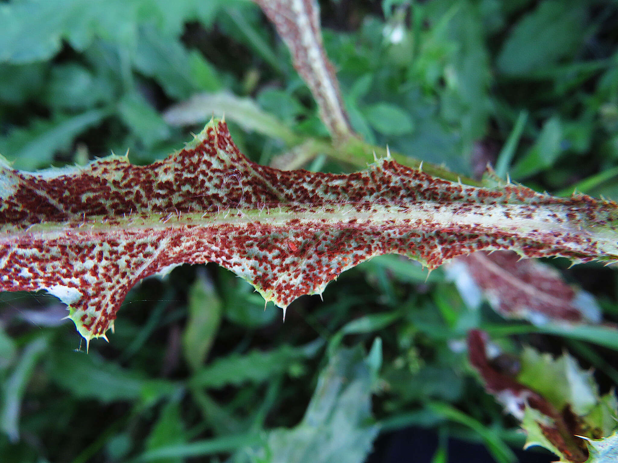 Imagem de Puccinia punctiformis (F. Strauss) Röhl. 1813