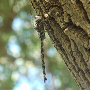 Image of Spotted Darners